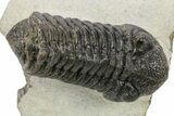 Bargain, Morocops Trilobite - Ofaten, Morocco #272839-1
